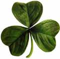 Shamrock