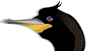 Cormorant